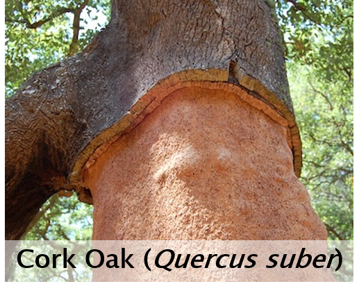 Cork Oak