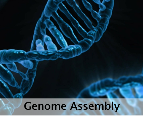 Genome Assembly